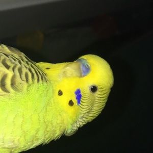 Meet your Posher, Trisha